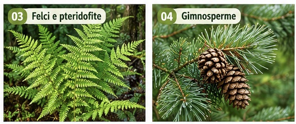 Felci e pteridofite e gimnosperme