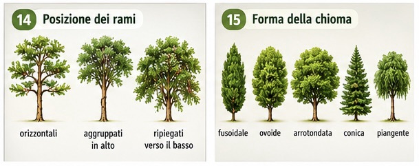 Posizione dei rami e forma della chioma