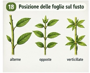 Posizione delle foglie sul fusto: alterne, opposte e verticillate