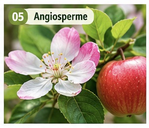 Angiosperme, piante con fiori e frutti