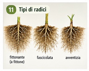 Tipi di radici: fittonante, fascicolata e avventizia