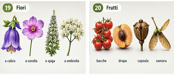 Fiori e frutti delle piante angiosperme