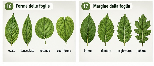 Forme delle foglie e margine della foglia