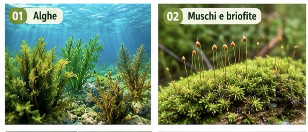 Alghe e muschi o briofite, esempi di vegetazione
