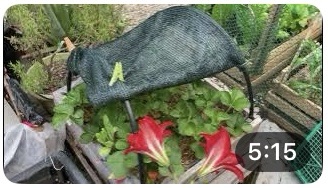Fragole coltivate in cassette e cassoni